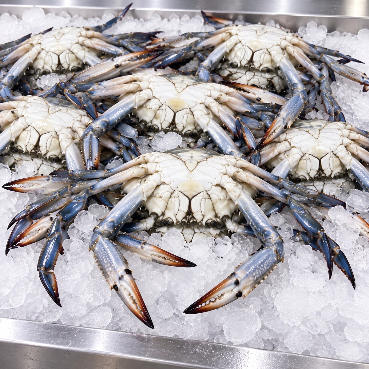 Fresh wild-caught UAE blue swimming crabs for delivery in Dubai