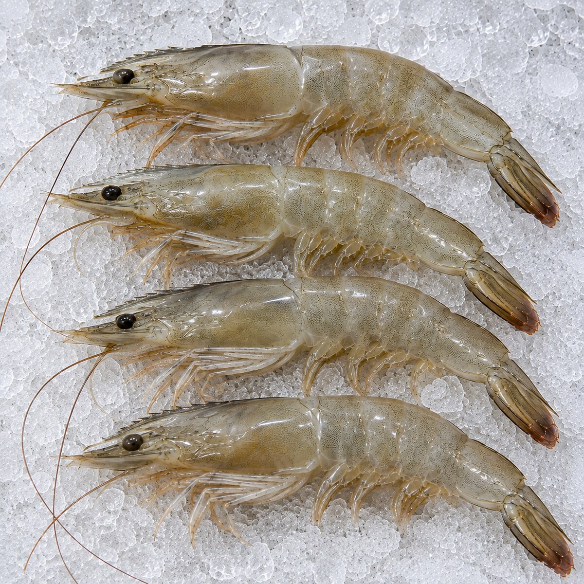 Fresh large shrimp available for delivery in Dubai
